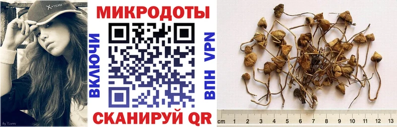Псилоцибиновые грибы Psilocybe  даркнет сайт  Куровское 